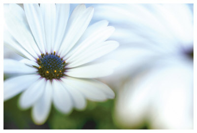 Daisy Blue I by Karin Connolly Pricing Limited Edition Print image