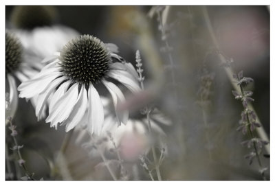 Echinacea Cone Flower by Karin Connolly Pricing Limited Edition Print image