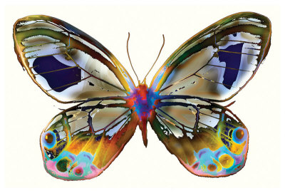 Butterfly by Harold Davis Pricing Limited Edition Print image