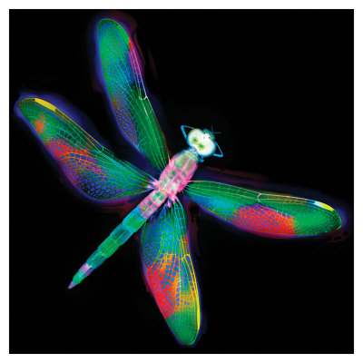 Dragonfly Iv by Harold Davis Pricing Limited Edition Print image