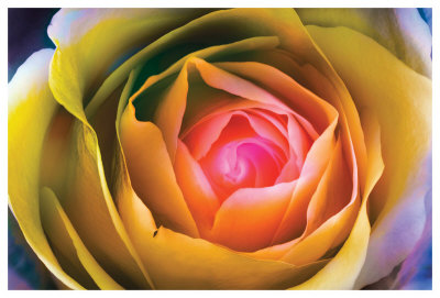 Fire Spiral In The Flower by Harold Davis Pricing Limited Edition Print image