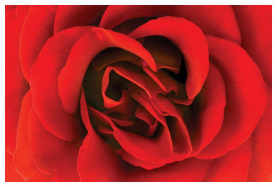Rose Study I1 by Harold Davis Pricing Limited Edition Print image