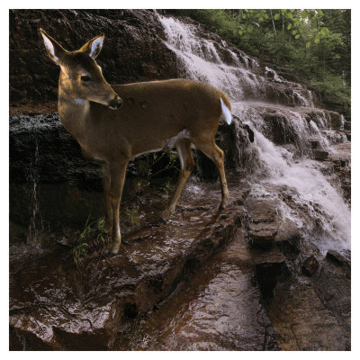 Deer Falls by Steve Hunziker Pricing Limited Edition Print image