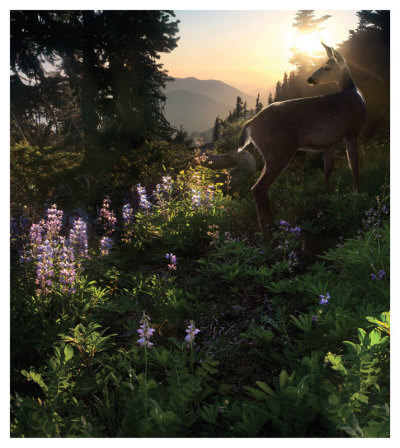 Deer Pass by Steve Hunziker Pricing Limited Edition Print image