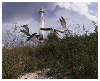 Lighthouse Terns I by Steve Hunziker Pricing Limited Edition Print image