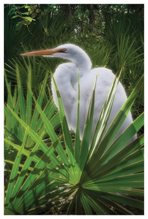 Palmetto Egret by Steve Hunziker Pricing Limited Edition Print image