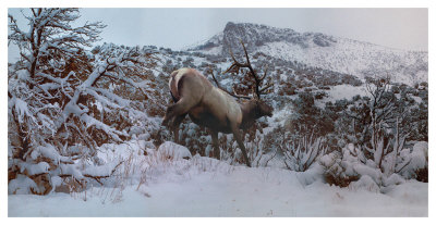 Snowy Elk by Steve Hunziker Pricing Limited Edition Print image