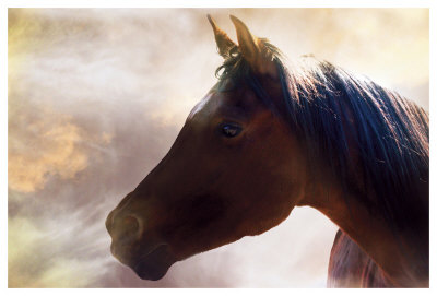 Arabian Mist by Stephanie Laird Pricing Limited Edition Print image