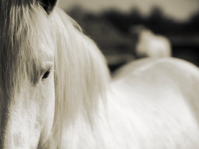 Close Up Of A White Horse Of The Camargue, France by Scott Stulberg Pricing Limited Edition Print image