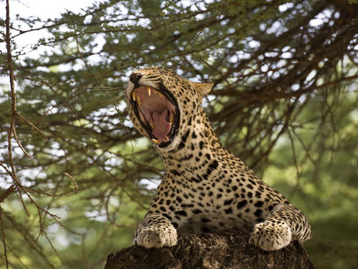 African Leopard's Scream by Scott Stulberg Pricing Limited Edition Print image