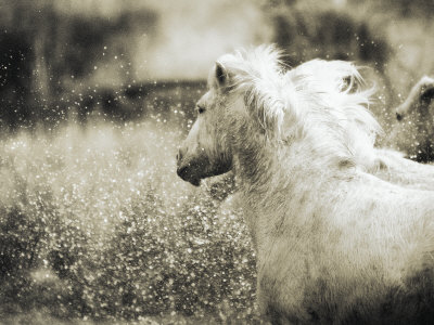 Horses Of The Camargue Running Through The Water by Scott Stulberg Pricing Limited Edition Print image