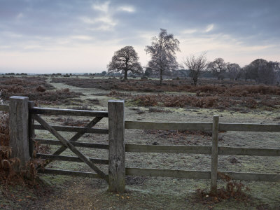 Frosty Morning During Winter On The Heath In The New Forest National Park, Hampshire, England, Uk by Adam Burton Pricing Limited Edition Print image