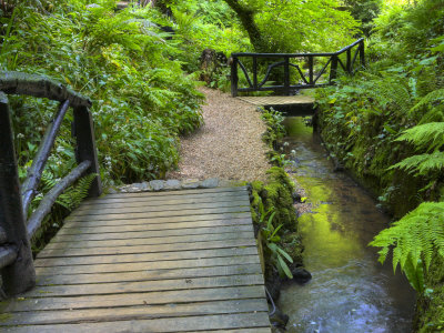 Walkways Through The Lush Valley Of Shanklin Chine, Shanklin, Isle Of Wight, United Kingdom by Adam Burton Pricing Limited Edition Print image