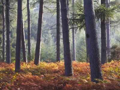 New Forest Inclosure In Autumn, New Forest, Hampshire, England, United Kingdom, Europe by Adam Burton Pricing Limited Edition Print image