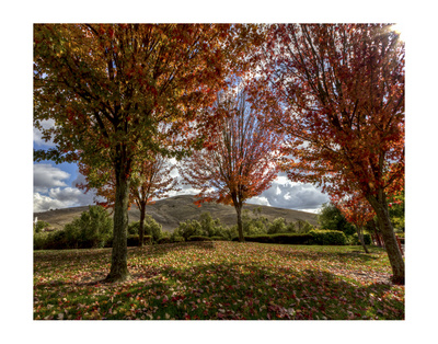 Diablo Vista Park Autum by Michael Polk Pricing Limited Edition Print image