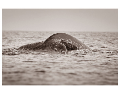 Gray Whale Pre Dive by Steve Munch Pricing Limited Edition Print image