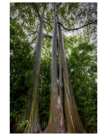 Maui Eucalyptus Tree by Michael Polk Pricing Limited Edition Print image