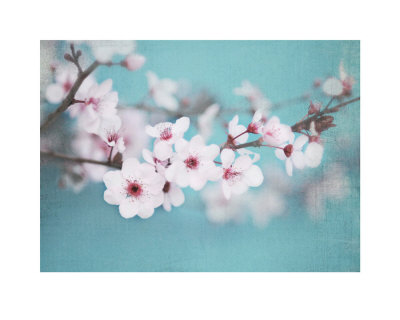 Plum Blossom by Shana Rae Pricing Limited Edition Print image