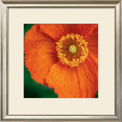 Orange Poppy by June Hunter Pricing Limited Edition Print image