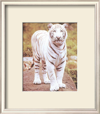 White Tiger On Rock by Ron Kimball Pricing Limited Edition Print image