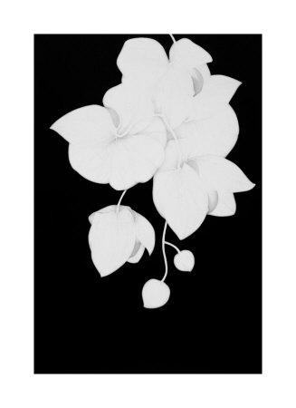 Orchid Cluster by Sang-Geun Cho Pricing Limited Edition Print image