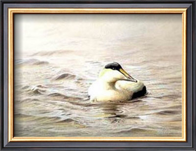 Solitary Eider by Pierre Leduc Pricing Limited Edition Print image
