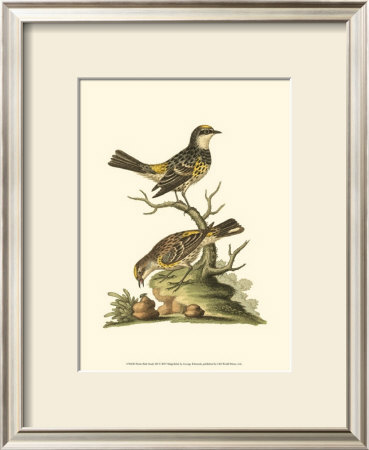 Petite Bird Study Iii by George Edwards Pricing Limited Edition Print image