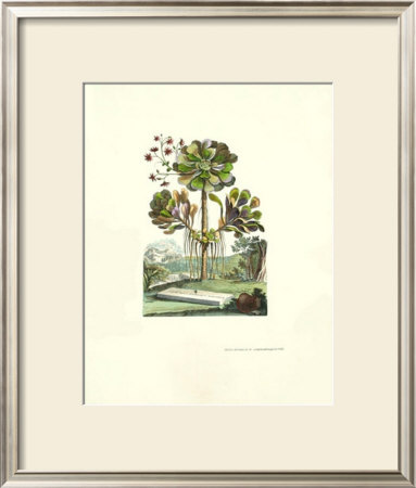 Exotic Botanical Iv by Abraham Munting Pricing Limited Edition Print image