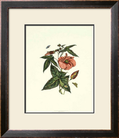 Nature's Bounty Iv by Maria Sibylla Merian Pricing Limited Edition Print image