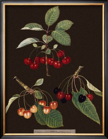 Brookshaw Cherries by George Brookshaw Pricing Limited Edition Print image
