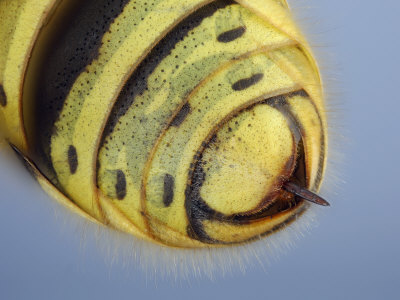 Abdomen With Sting Of A Common Wasp (Vespula Vulgaris) Showing Stinger by Wim Van Egmond Pricing Limited Edition Print image