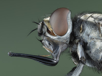 Stable Fly (Stomoxys Calcitrans) Showing Its Blood Sucking Mouthparts And Large Compound Eye by Wim Van Egmond Pricing Limited Edition Print image