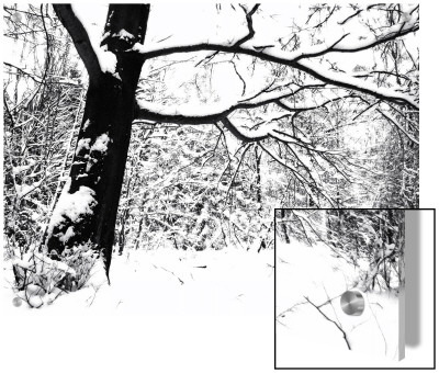 Trees In Winter by I.W. Pricing Limited Edition Print image