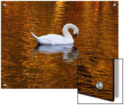 Swan Gliding On The Golden Lake by I.W. Pricing Limited Edition Print image