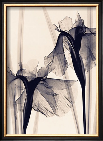 Japanese Iris by Judith Mcmillan Pricing Limited Edition Print image