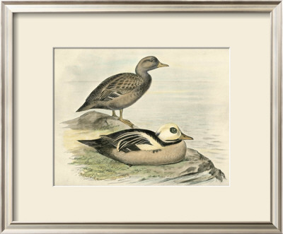 Steller's Eider by F.W. Frohawk Pricing Limited Edition Print image