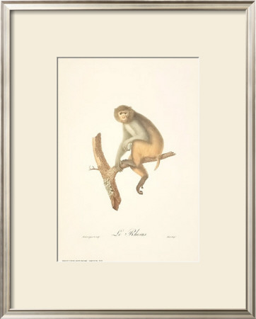 Monkeys: Le Rhesus by Jean-Baptiste Audebert Pricing Limited Edition Print image