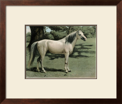 Cassell's Horse I by Cassell Pricing Limited Edition Print image