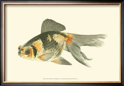 Telescope Goldfish by S. Matsubara Pricing Limited Edition Print image