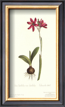 Ixia Latifolia Var. Latifolia by Sydenham Teast Edwards Pricing Limited Edition Print image