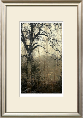 Wooded Solace I by Jennifer Goldberger Pricing Limited Edition Print image