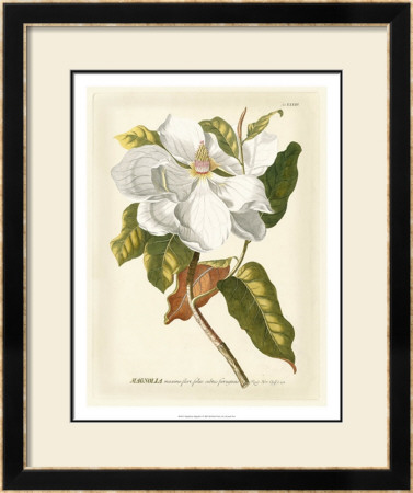 Magnificent Magnolias I by Jacob Trew Pricing Limited Edition Print image