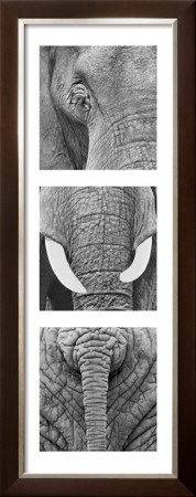 Elephant Tryptich by Rocco Sette Pricing Limited Edition Print image