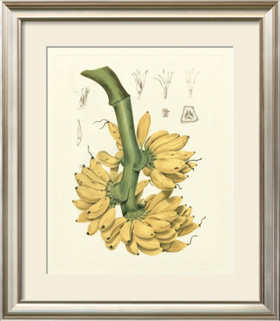 Island Fruits Ii by Berthe Hoola Van Nooten Pricing Limited Edition Print image