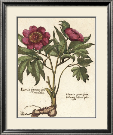 Giant Peony I by Ludwig Van Houtte Pricing Limited Edition Print image
