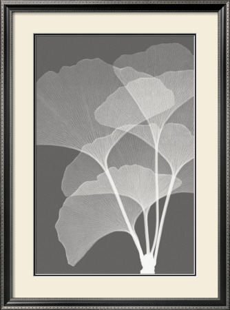 Ginkgos I by Steven N. Meyers Pricing Limited Edition Print image