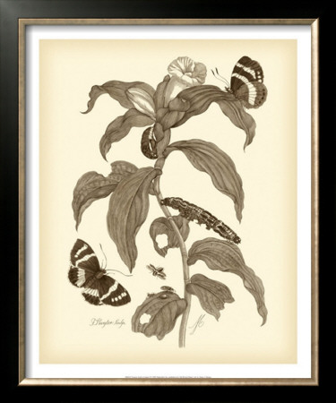 Nature Study In Sepia I by Maria S. Merian Pricing Limited Edition Print image