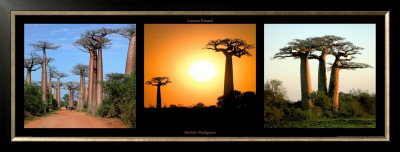 Baobas Madagascar by Laurent Pinsard Pricing Limited Edition Print image