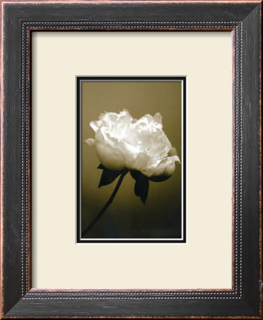 Peony I by Chris Sands Pricing Limited Edition Print image