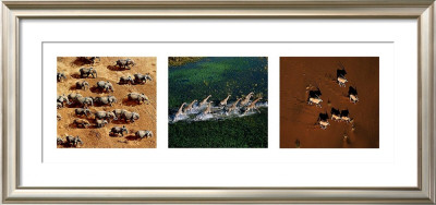 Animals From Above by Art Wolfe Pricing Limited Edition Print image